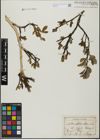 Foto von Salix glabra Scop.